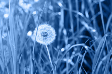 Dandelion in grass on spring with natural background in classic blue trendy color. Color of the year 2020.