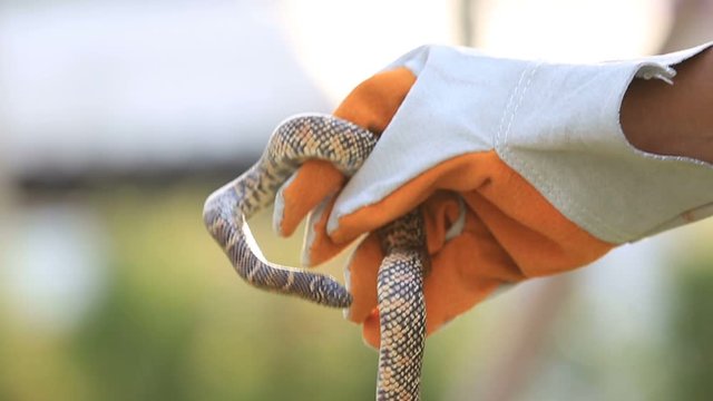 Lampropeltis getula meansi, commonly known as Apalachicola Kingsnake