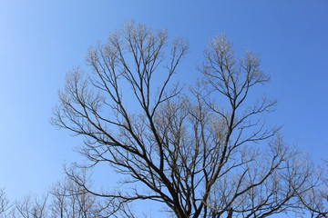 葉の落ちた木と青空
