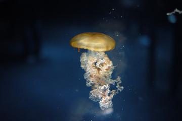 I think he is Rhopilema Verrilli.