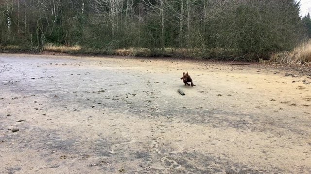 A young happy brown Labrador running in circles and playing with a big log in the mud