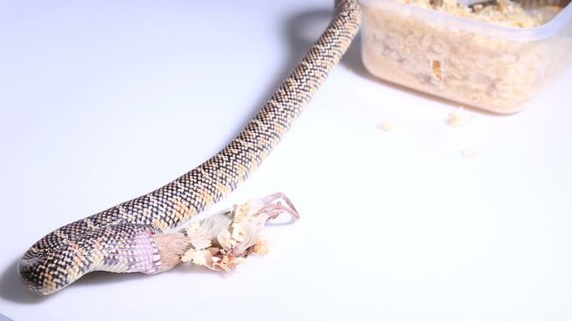 Lampropeltis getula meansi, commonly known as Apalachicola Kingsnake