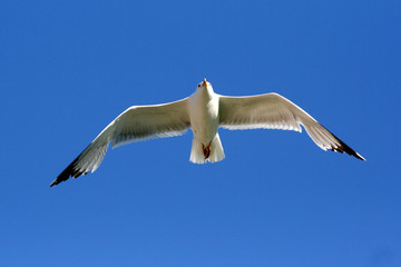Seagull flying on blue sky, from down view