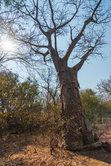 big tree in forest