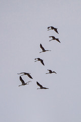 Common crane, Grus grus in Monfrague National Park. Extremadura, Spain