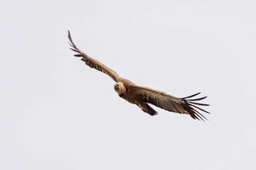 Griffon vulture, Gyps fulvus in Monfrague National Park. Extremadura, Spain