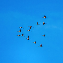 Common crane, Grus grus in Monfrague National Park. Extremadura, Spain