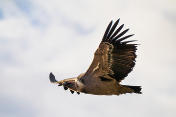 Griffon vulture, Gyps fulvus in Monfrague National Park. Extremadura, Spain