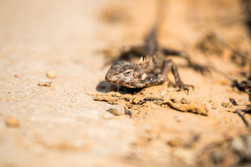The oriental garden lizard, eastern garden lizard, bloodsucker or changeable lizard (Calotes...