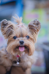 Portrait adorable Yorkshire Terrier with noise and grains film.