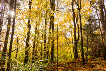 Autumn forest trees. Nature green wood sunlight backgrounds.