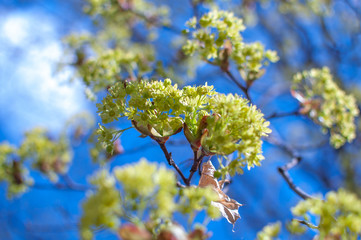 Spring maple flowers, against a clear sky, close-up with a blurred background