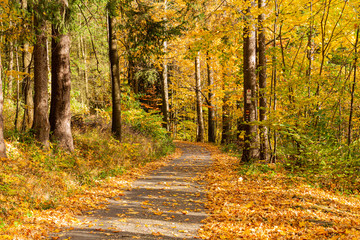 Autumn forest scenery with road of fall leaves & warm light illumining the gold foliage. Footpath in scene autumn forest nature. Vivid october day in colorful forest, maple autumn trees road fall way