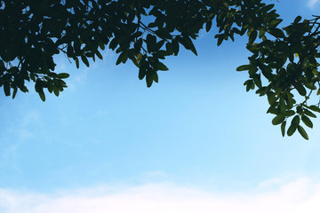Green leafs, blue sky and sunlight in winter