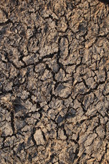 Land with dry cracked ground