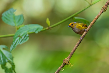 Orange-bellied Euphonia - Euphonia xanthogaster, beautiful small finch from western Andean slopes, Mindo, Ecuador.