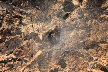 The cracked surface of a cobweb spider in full.