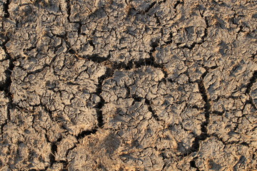 Land with dry cracked ground