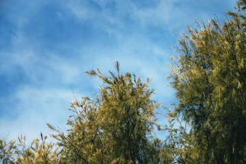 Green pine in the wind