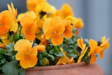 Fototapeten Frühlingsblumen: Ein Blumentopf aus Ton mit schönen orangefarbenen Stiefmütterchen, die im März in einem Garten in Bayern blühen © franconiaphoto