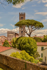 Naklejka premium Lucca 