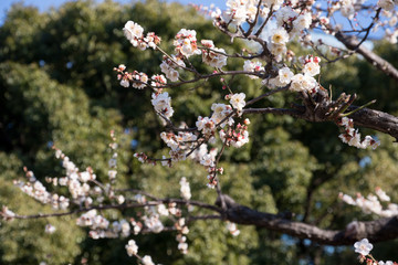 梅の花ーplum blossoms02