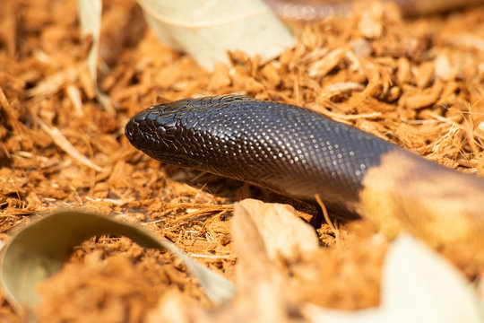 Black-headed Python