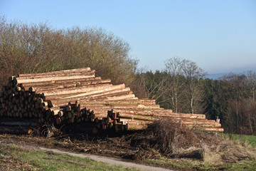 bois foret paysage Wallonie Belgique sapin