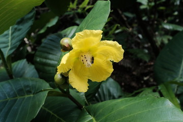 yellow flower