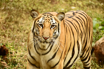 Obraz na płótnie Canvas royal bengal tiger