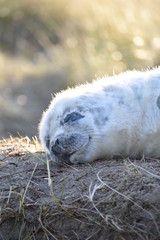 Obraz premium Horsey Gap seals and pups, winter 2020 - North Norfolk, England, UK