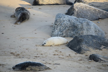 Naklejka premium Horsey Gap seals and pups, winter 2020 - North Norfolk, England, UK