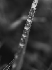drops of dew on grass