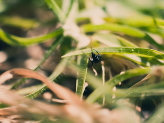 Insect amongst the grass