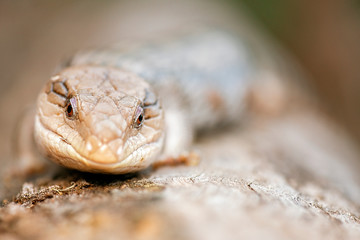 Blue-tongued skink also known as a Blue-tongued lizard.