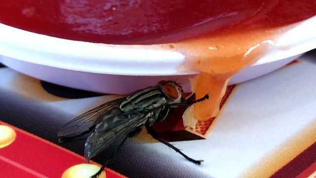 Housefly or largefly also known as filth flies eating tomato sauce in a Fast Food Restaurant