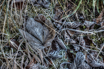 frosted dry leaves in the forest