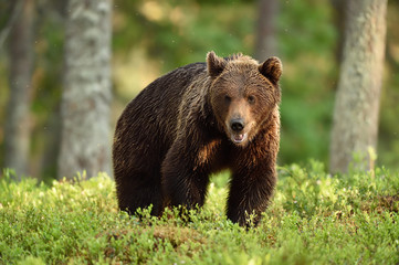 Obraz na płótnie Canvas brown bear in forest at summer sunlight