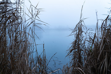 Looking to a blue lake in the fog trough reed