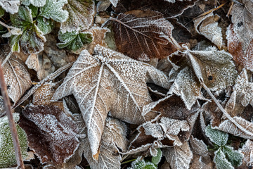 frosted dry leaves in the forest