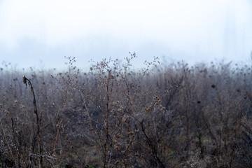 Dry flowers and grass in winter in the fog