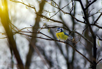 blue tit on a tree branch in winter park. Natural background