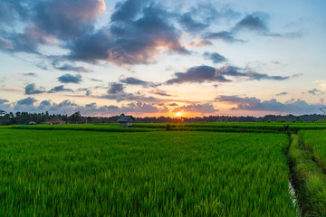 View of rice paddy field at sunset. Beautiful sky with sun and clouds. Bali island, Indonesia.
