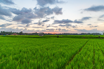 Fototapeta na wymiar View of rice paddy field at sunset. Beautiful sky with sun and clouds. Bali island, Indonesia.