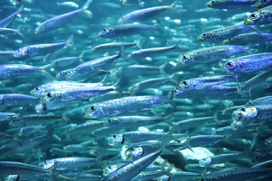 イワシの大群 Images Browse 53 Stock Photos Vectors And Video Adobe Stock