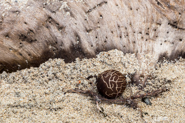 Ball-shaped fruit, fallen from a tropical tree Costa Rica