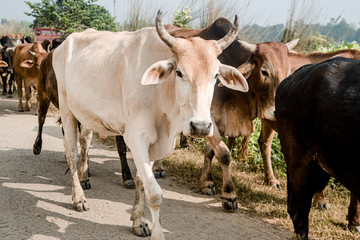 a herd of indian cows zebu goes to pasture