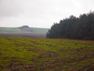 Fototapeta na wymiar landscape with wheat field and trees diorama 