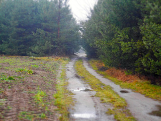 country road in the forest diorama