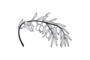 branch with olives and leaves. eps10 vector stock illustration. hand drawing